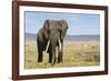 Elephant in Ngorongoro Conservation Area, Tanzania-Paul Souders-Framed Photographic Print