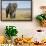 Elephant in Ngorongoro Conservation Area, Tanzania-Paul Souders-Framed Photographic Print displayed on a wall