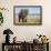 Elephant in Ngorongoro Conservation Area, Tanzania-Paul Souders-Framed Photographic Print displayed on a wall