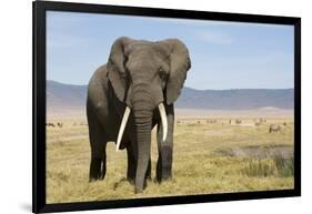 Elephant in Ngorongoro Conservation Area, Tanzania-Paul Souders-Framed Photographic Print