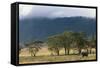 Elephant in Ngorongoro Crater-Paul Souders-Framed Stretched Canvas