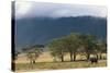 Elephant in Ngorongoro Crater-Paul Souders-Stretched Canvas