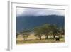 Elephant in Ngorongoro Crater-Paul Souders-Framed Photographic Print