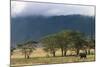 Elephant in Ngorongoro Crater-Paul Souders-Mounted Photographic Print