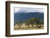 Elephant in Ngorongoro Crater-Paul Souders-Framed Photographic Print