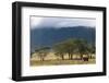 Elephant in Ngorongoro Crater-Paul Souders-Framed Photographic Print