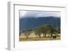 Elephant in Ngorongoro Crater-Paul Souders-Framed Photographic Print