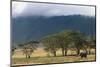 Elephant in Ngorongoro Crater-Paul Souders-Mounted Photographic Print