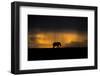 Elephant in Rainstorm at Sunset-Xavier Ortega-Framed Photographic Print