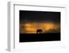 Elephant in Rainstorm at Sunset-Xavier Ortega-Framed Photographic Print