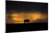 Elephant in Rainstorm at Sunset-Xavier Ortega-Mounted Photographic Print