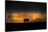 Elephant in Rainstorm at Sunset-Xavier Ortega-Stretched Canvas
