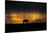 Elephant in Rainstorm at Sunset-Xavier Ortega-Mounted Photographic Print