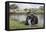 Elephant in River in Serengeti National Park, Tanzania, Africa-Life on White-Framed Stretched Canvas