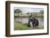 Elephant in River in Serengeti National Park, Tanzania, Africa-Life on White-Framed Photographic Print