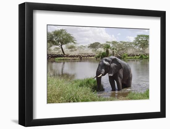 Elephant in River in Serengeti National Park, Tanzania, Africa-Life on White-Framed Photographic Print