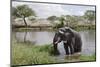 Elephant in River in Serengeti National Park, Tanzania, Africa-Life on White-Mounted Photographic Print