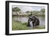 Elephant in River in Serengeti National Park, Tanzania, Africa-Life on White-Framed Photographic Print