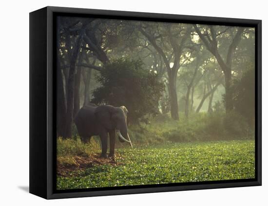 Elephant in the Early Morning Mist Feeding on Water Hyacinths, Mana Pools, Zimbabwe-John Warburton-lee-Framed Stretched Canvas