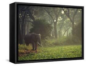 Elephant in the Early Morning Mist Feeding on Water Hyacinths, Mana Pools, Zimbabwe-John Warburton-lee-Framed Stretched Canvas