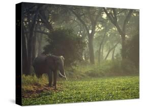 Elephant in the Early Morning Mist Feeding on Water Hyacinths, Mana Pools, Zimbabwe-John Warburton-lee-Stretched Canvas