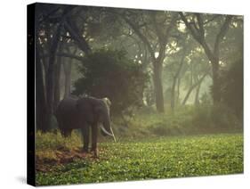 Elephant in the Early Morning Mist Feeding on Water Hyacinths, Mana Pools, Zimbabwe-John Warburton-lee-Stretched Canvas