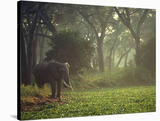 Elephant in the Early Morning Mist Feeding on Water Hyacinths, Mana Pools, Zimbabwe-John Warburton-lee-Stretched Canvas