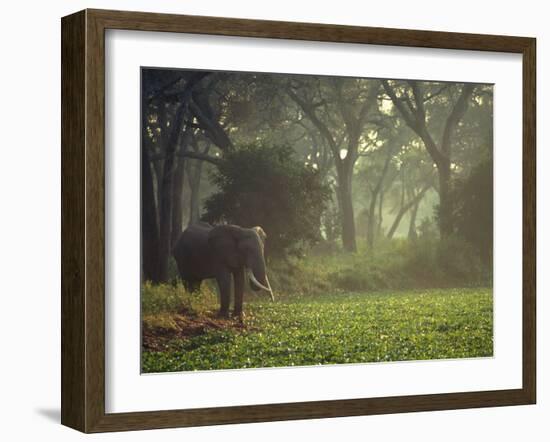 Elephant in the Early Morning Mist Feeding on Water Hyacinths, Mana Pools, Zimbabwe-John Warburton-lee-Framed Photographic Print