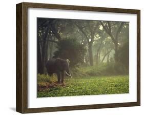 Elephant in the Early Morning Mist Feeding on Water Hyacinths, Mana Pools, Zimbabwe-John Warburton-lee-Framed Photographic Print