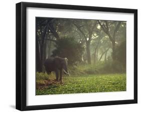 Elephant in the Early Morning Mist Feeding on Water Hyacinths, Mana Pools, Zimbabwe-John Warburton-lee-Framed Photographic Print