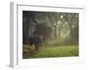 Elephant in the Early Morning Mist Feeding on Water Hyacinths, Mana Pools, Zimbabwe-John Warburton-lee-Framed Photographic Print