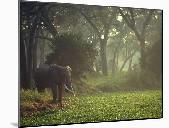 Elephant in the Early Morning Mist Feeding on Water Hyacinths, Mana Pools, Zimbabwe-John Warburton-lee-Mounted Photographic Print