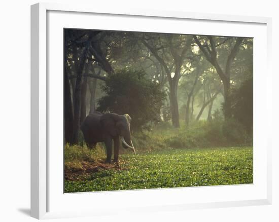 Elephant in the Early Morning Mist Feeding on Water Hyacinths, Mana Pools, Zimbabwe-John Warburton-lee-Framed Photographic Print
