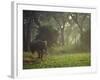 Elephant in the Early Morning Mist Feeding on Water Hyacinths, Mana Pools, Zimbabwe-John Warburton-lee-Framed Photographic Print