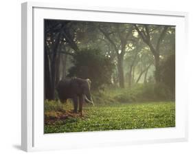 Elephant in the Early Morning Mist Feeding on Water Hyacinths, Mana Pools, Zimbabwe-John Warburton-lee-Framed Photographic Print