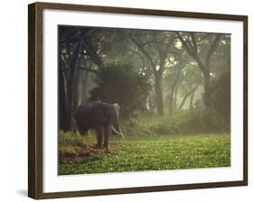 Elephant in the Early Morning Mist Feeding on Water Hyacinths, Mana Pools, Zimbabwe-John Warburton-lee-Framed Photographic Print