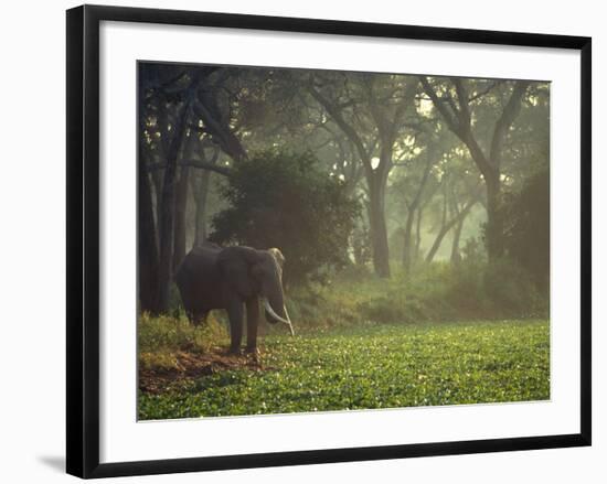 Elephant in the Early Morning Mist Feeding on Water Hyacinths, Mana Pools, Zimbabwe-John Warburton-lee-Framed Photographic Print