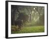 Elephant in the Early Morning Mist Feeding on Water Hyacinths, Mana Pools, Zimbabwe-John Warburton-lee-Framed Photographic Print