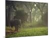 Elephant in the Early Morning Mist Feeding on Water Hyacinths, Mana Pools, Zimbabwe-John Warburton-lee-Mounted Photographic Print