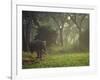 Elephant in the Early Morning Mist Feeding on Water Hyacinths, Mana Pools, Zimbabwe-John Warburton-lee-Framed Photographic Print