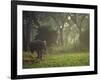 Elephant in the Early Morning Mist Feeding on Water Hyacinths, Mana Pools, Zimbabwe-John Warburton-lee-Framed Photographic Print