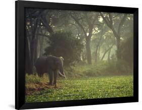 Elephant in the Early Morning Mist Feeding on Water Hyacinths, Mana Pools, Zimbabwe-John Warburton-lee-Framed Photographic Print