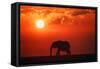 Elephant in the Sunset-null-Framed Stretched Canvas