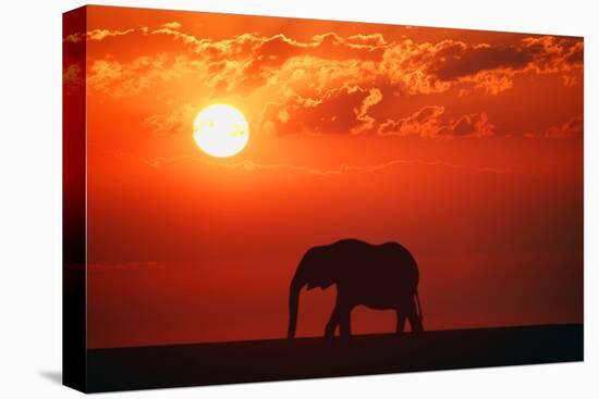 Elephant in the Sunset-null-Stretched Canvas