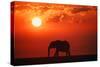 Elephant in the Sunset-null-Stretched Canvas