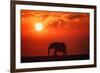 Elephant in the Sunset-null-Framed Photographic Print