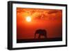 Elephant in the Sunset-null-Framed Photographic Print