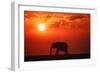 Elephant in the Sunset-null-Framed Photographic Print