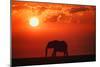 Elephant in the Sunset-null-Mounted Photographic Print