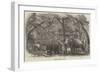 Elephant Kraal, Island of Ceylon-null-Framed Giclee Print